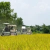 Gobierno adelanta compra directa de arroz y fija inicio de recepción para el 4 de mayo