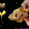 Especie de orquídea fue descubierta cerca del Parque Nacional Llanganates