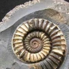Bioestratigrafía y su Interconexión con el Entorno Geológico 