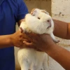 ¿Un heladito? En Ecuador hay sabores de cobayo y escarabajo