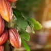 Cacao profundiza su desplome y toca mínimo anual