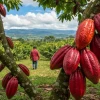 Cacaoteros ecuatorianos esperan una prórroga de la Unión Europea