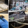 Ciudadano belga intentó sacar 22 aves silvestres