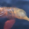 El delfín rosado, de la Amazonía ecuatoriana, se encuentra en estado crítico