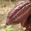 Acuerdo entre Ghana y Costa de Marfil pone bajo observación al mercado del cacao