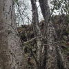 Una nueva especie de árbol tropical fue descubierta en Loja