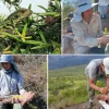 Neonatos de iguana rosada fueron descubiertos por primera vez en Isla Isabela