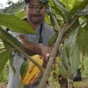 Productores de Zamora alternan sus cultivos tradicionales con cacao