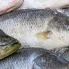 Peces de la Amazonía están contaminados con metales pesados