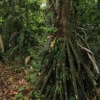 Las palmeras caminantes, un espectáculo de la Amazonía ecuatoriana