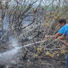 Un incendio afectó a media hectárea de bosque de manglar en Galápagos