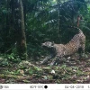 Unos 2000 jaguares viven en áreas protegidas e indígenas de la Amazonía de Ecuador, Colombia y Perú, revela estudio