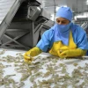 Crisis logística frena exportaciones de camarón y presiona a toda la cadena productiva
