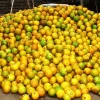 El auge de los cítricos impulsa la economía de Chone y cantones vecinos