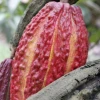 El cacao se ubicó en $ 9.764 por tonelada 