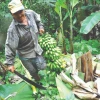 Verde, yuca y churo yuyo, alimento de los napeños