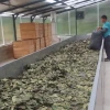 El desecado del primer lote de guayusa en Napo se realizó con secador solar