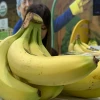 Ecuador congrega a la industria bananera de Latinoamérica