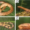 Investigadores ecuatorianos descubrieron una nueva especie de boa enana