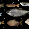 Investigación revela alta diversidad de peces en el río Conambo en Pastaza