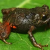 El 40,7 % de anfibios del planeta están en riesgo de extinción, según un estudio
