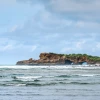 Estudio internacional verifica especies de plantas exóticas en la costa