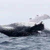 Ecuador abre la temporada de avistamiento de ballenas jorobadas