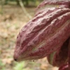 Cacao ecuatoriano avanza en adaptación a norma europea contra deforestación