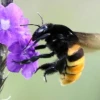  12 nuevas especies de abejas de orquídeas fueron descubiertas en Ecuador y Brasil