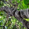 La Ayahuasca, una Puerta a la Neurogénesis y Posibles Terapias Psiquiátricas