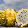 El acceso de la pitahaya ecuatoriana a China entró en vigor a fines de julio