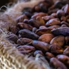 El precio del cacao cayó a $ 5.621 por tonelada