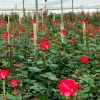Qué productos ecuatorianos ingresarán a Canadá con arancel cero