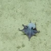 Descubren en Galápagos una nueva especie de pulpo azul de aguas profundas