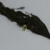 Una nueva orquídea fue descubierta en la cordillera de Toisán