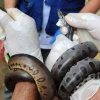 25 especies de vida silvestre regresaron a su hábitat natural en Orellana