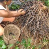 La unguragua se convierte en bebidas tradicinales de los secoya
