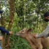 Suramérica está más cerca de erradicar la fiebre aftosa