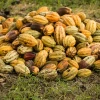 Cacao: Ecuador esperar cerrar el 2024 con ventas de $ 3.000 millones