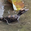 Sucumbíos: 14 animales silvestres fueron liberados en la Reserva Limoncocha