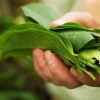 Guayusa tendrá subpartida arancelaria propia desde agosto