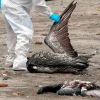 2 zonas de Galápagos fueron cerradas por sospechas de gripe aviar