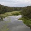 204 especies exóticas e invasoras fueron identificadas en la Amazonía ecuatoriana