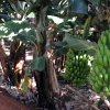 Ecuador elevó el precio mínimo de la caja de banano a $ 6,85