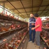 Dos nuevos casos de influenza aviar fueron detectados por técnicos del ministerio de Agricultura y Ganadería (MAG) y de la Agencia de Regulación y Control Fito y Zoosanitario (Agrocalidad) en las provincias de Cotopaxi y Bolívar.