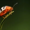 9 especies de mariquitas fueron descubiertas en Galápagos