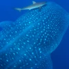 Científicos elaboran base de datos de especies marinas invasoras en Galápagos
