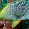 Dos nuevas especies de peces son descubiertas en Galápagos y Pacífico Este Tropical