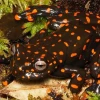 Dos nuevas especies de ranas fueron descritas en la cuenca alta del río Napo