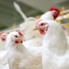 Ecuador quiere llevar su pollo a China 
